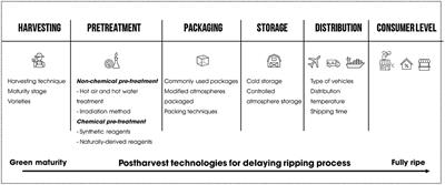 Supply Chain Management of Mango (Mangifera indica L.) Fruit: A Review With a Focus on Product Quality During Postharvest